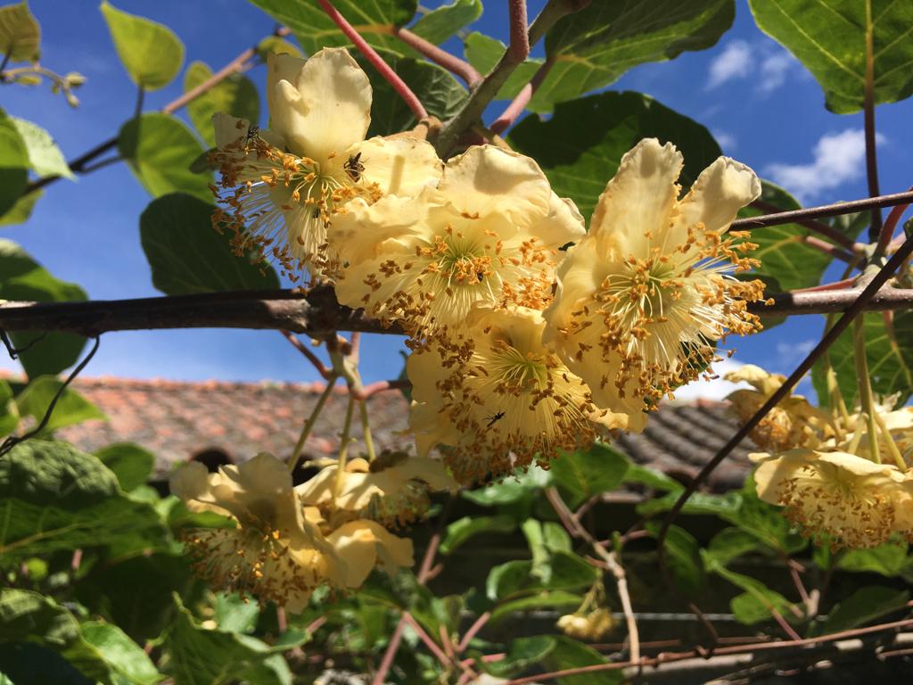 Flor kiwi cozinha 1